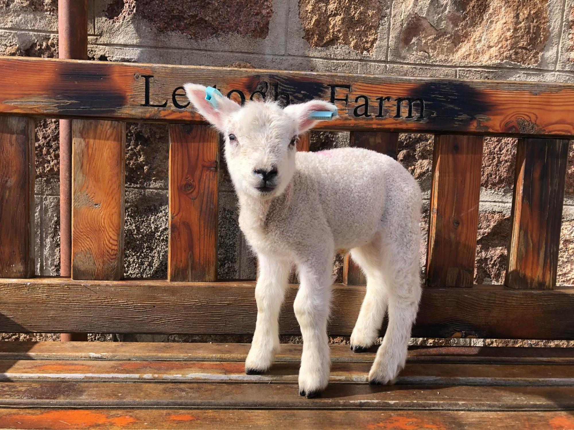 Lettoch Farm Bed & Breakfast Dufftown Luaran gambar